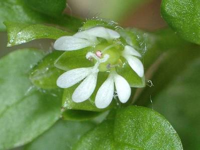 Stellaria media (L.) Vill. subsp. media [Famille : Caryophyllaceae]