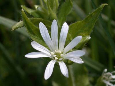 Stellaria nemorum L. [Famille : Caryophyllaceae]