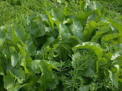 Armoracia rusticana G.Gaertn., B.Mey. & Scherb. [Famille : Brassicaceae]