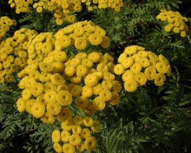 Tanacetum vulgare L. [Famille : Asteraceae]