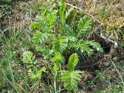 Tanacetum vulgare L. [Famille : Asteraceae]