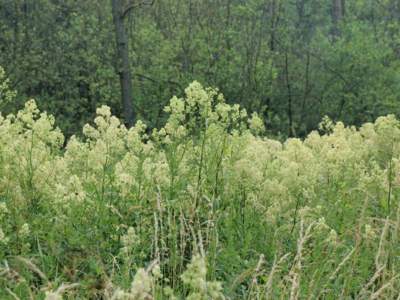 Thalictrum flavum L. [Famille : Ranunculaceae]