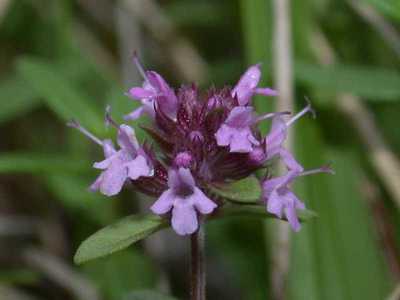 Thymus pulegioides L. [Famille : Lamiaceae]