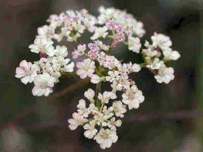 Torilis japonica (Houtt.) DC. [Famille : Apiaceae]