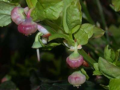 Vaccinium myrtillus L. [Famille : Ericaceae]