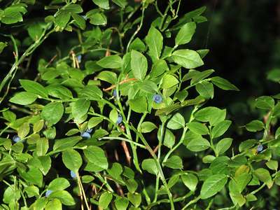 Vaccinium myrtillus L. [Famille : Ericaceae]