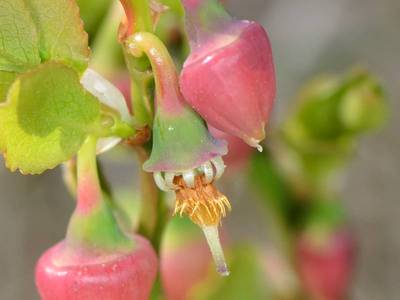 Vaccinium myrtillus L. [Famille : Ericaceae]