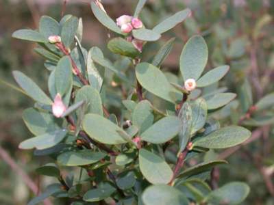 Vaccinium uliginosum L. [Famille : Ericaceae]