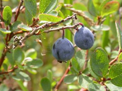 Vaccinium uliginosum L. [Famille : Ericaceae]