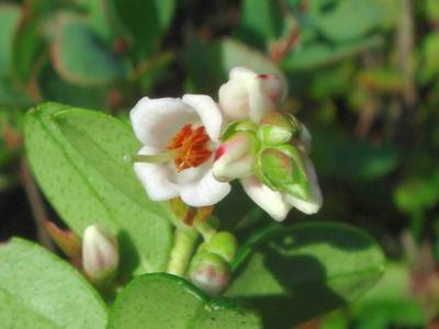 Vaccinium vitis-idaea L. [Famille : Ericaceae]