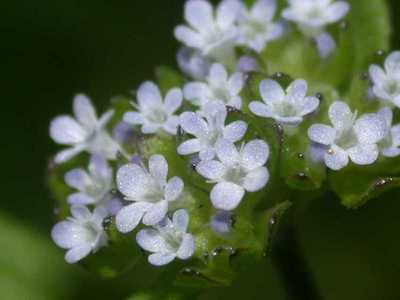 Valerianella locusta (L.) Laterr. [Famille : Valerianaceae]