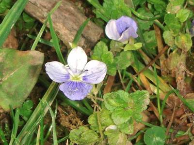 Veronica filiformis Sm. [Famille : Scrophulariaceae]