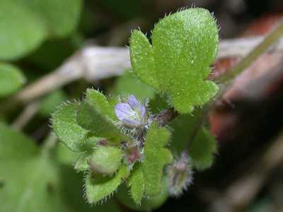 Veronica hederifolia L. [Famille : Scrophulariaceae]