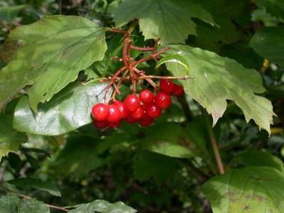 Viburnum opulus L. [Famille : Caprifoliaceae]