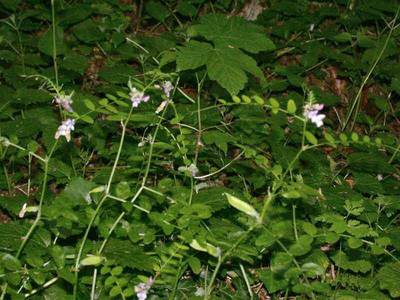 Vicia sepium L. [Famille : Fabaceae]