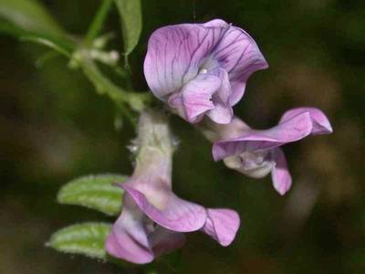 Vicia sepium L. [Famille : Fabaceae]