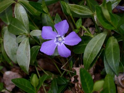 Vinca minor L. [Famille : Apocynaceae]