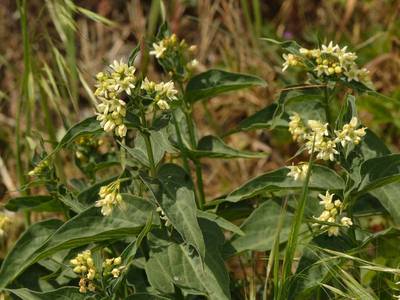 Vincetoxicum hirundinaria Medik. [Famille : Asclepiadaceae]