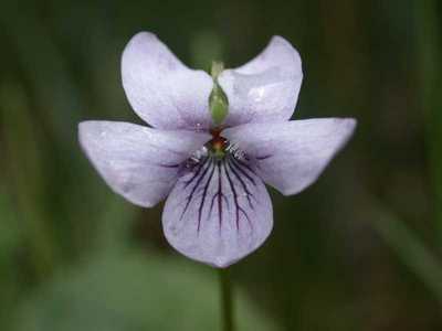 Viola palustris L. [Famille : Violaceae]