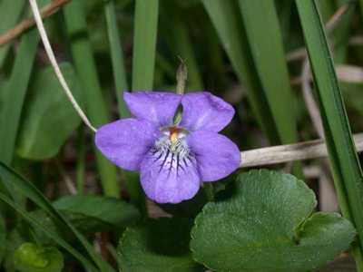 Viola riviniana Rchb. [Famille : Violaceae]