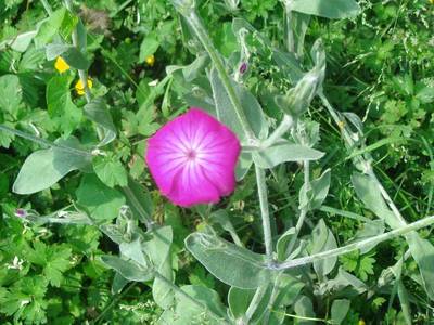 hte : Lychnis coronaria Desr.