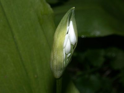 Allium ursinum L. [Famille : Alliaceae]