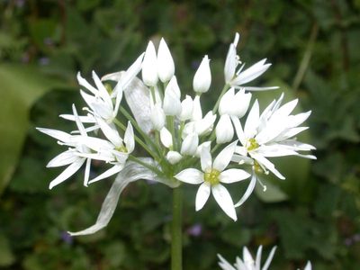 Allium ursinum L. [Famille : Alliaceae]