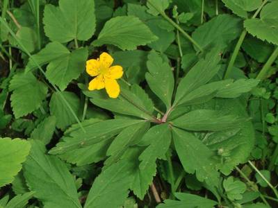 Anemone ranunculoides L. [Famille : Ranunculaceae]