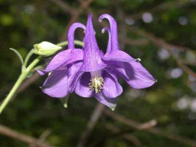 Aquilegia vulgaris L. [Famille : Ranunculaceae]