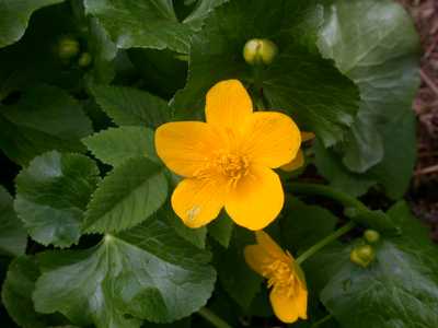 Caltha palustris L. [Famille : Ranunculaceae]