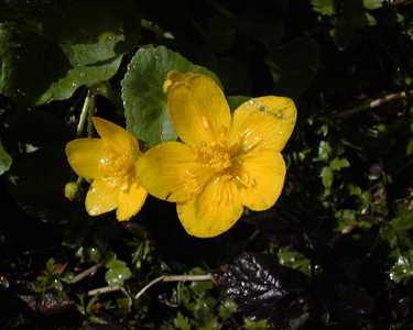 Caltha palustris L. [Famille : Ranunculaceae]
