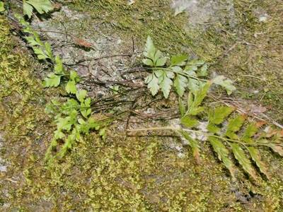 Asplenium adiantum-nigrum  L. [Famille : Aspleniaceae]