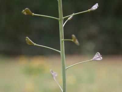 Capsella bursa-pastoris (L.) Medik., 1792 [Famille : Brassicaceae]