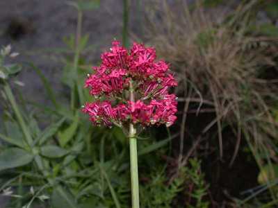 Centranthus ruber (L.) DC. [Famille : Valerianaceae]