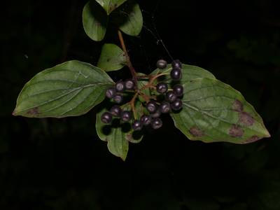 Cornus sanguinea L. [Famille : Cornaceae]