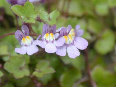 Cymbalaria muralis G.Gaertn., B.Mey. & Scherb. [Famille : Scrophulariaceae]