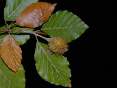 Fagus sylvatica L. [Famille : Fagaceae]