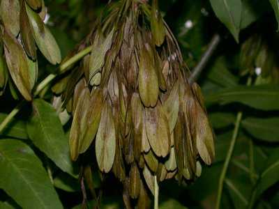 Fraxinus excelsior L. [Famille : Oleaceae]