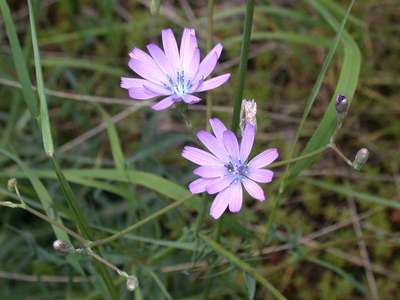 Lactuca perennis L. [Famille : Asteraceae]