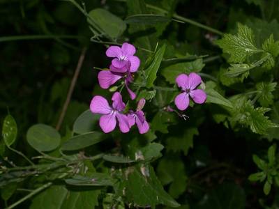 Lunaria annua L. [Famille : Brassicaceae]