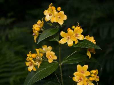 Lysimachia vulgaris L. [Famille : Primulaceae]