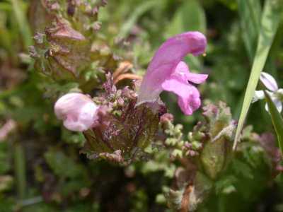 Pedicularis sylvatica L. [Famille : Scrophulariaceae]