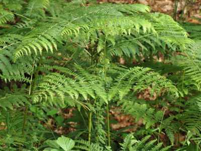 Pteridium aquilinum (L.) Kuhn [Famille : Dennstaedtiaceae]