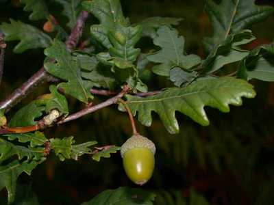 Quercus robur L. [Famille : Fagaceae]