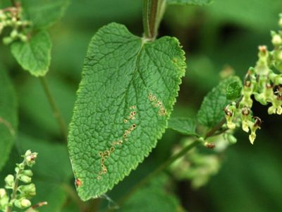 Teucrium scorodonia L. [Famille : Lamiaceae]