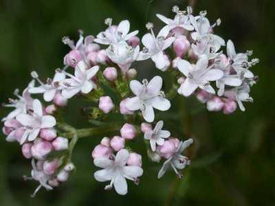 Valeriana dioica L. [Famille : Valerianaceae]