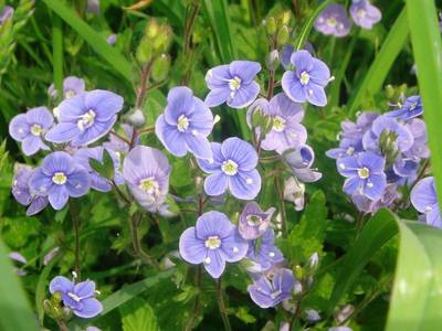 Veronica chamaedrys L. [Famille : Scrophulariaceae]