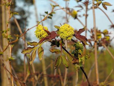 Sambucus racemosa L., 1753 [Famille : Caprifoliaceae]