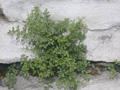 Asplenium ruta-muraria L. [Famille : Aspleniaceae]