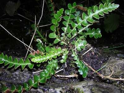 Ceterach officinarum Willd. [Famille : Aspleniaceae]